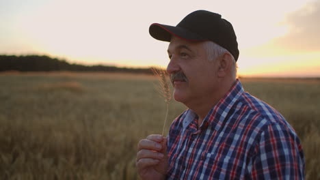 An-elderly-farmer-man-in-a-shirt-and-baseball-cap-stands-in-a-field-of-cereal-crops-at-sunset-and-looks-at-the-spikes-of-wheat-rejoicing-and-smiling-at-the-good-harvest.-Happy-elderly-farmer-at-sunset